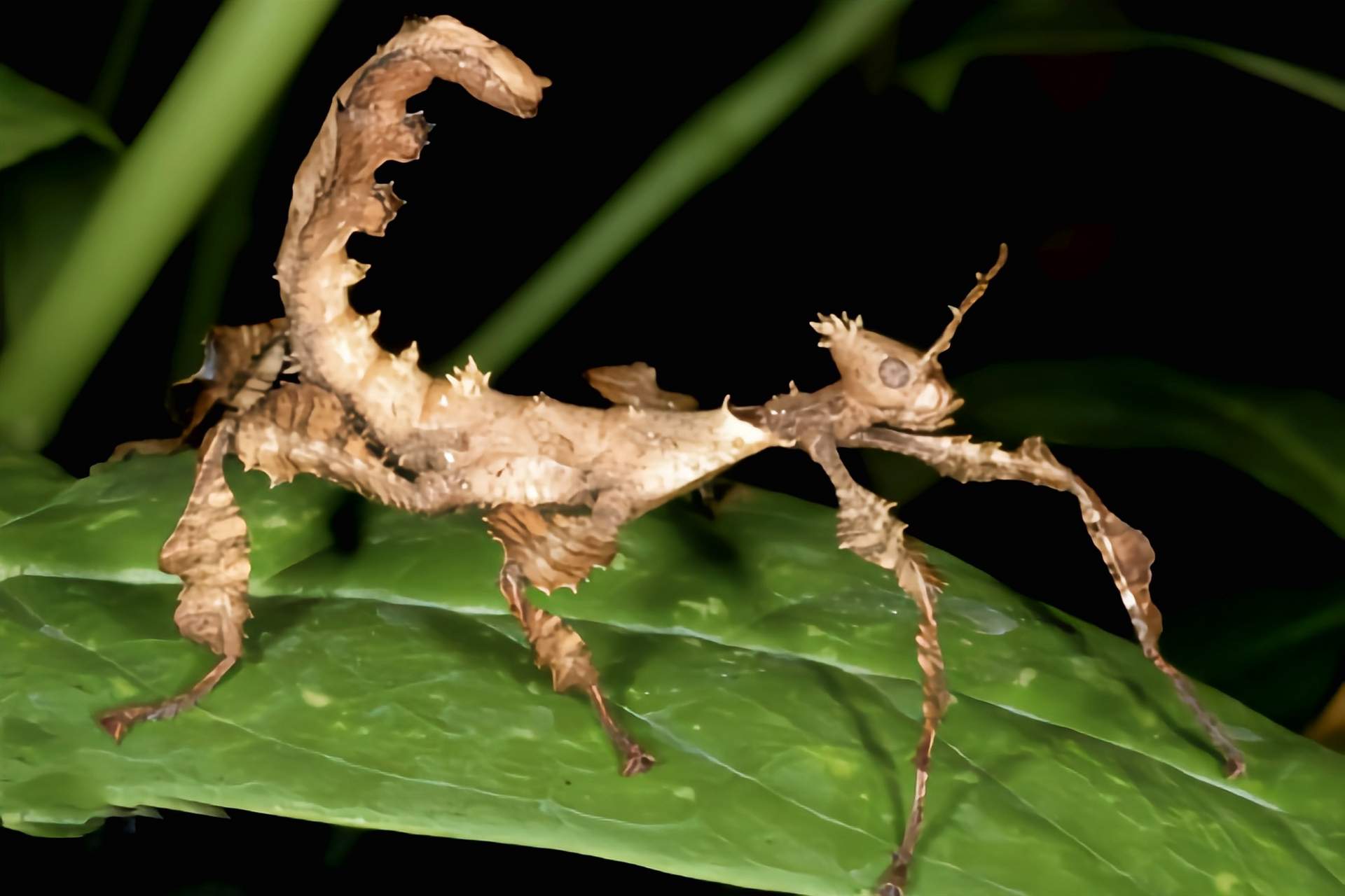 昆虫——幽灵竹节虫 幽灵竹节虫别名巨刺竹节虫 ,澳大利亚幽灵竹节虫