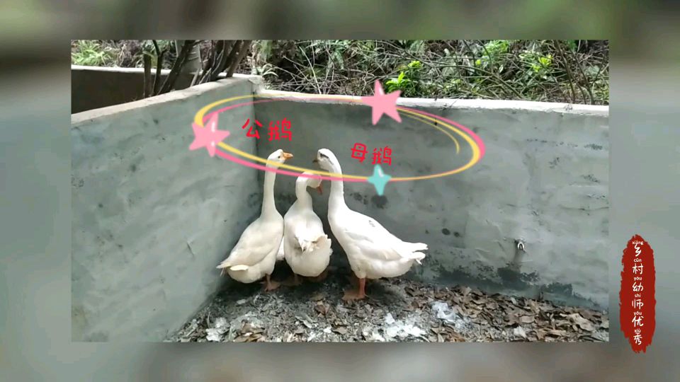 公鹅母鹅乡村幼师傻傻分不清,你来呀