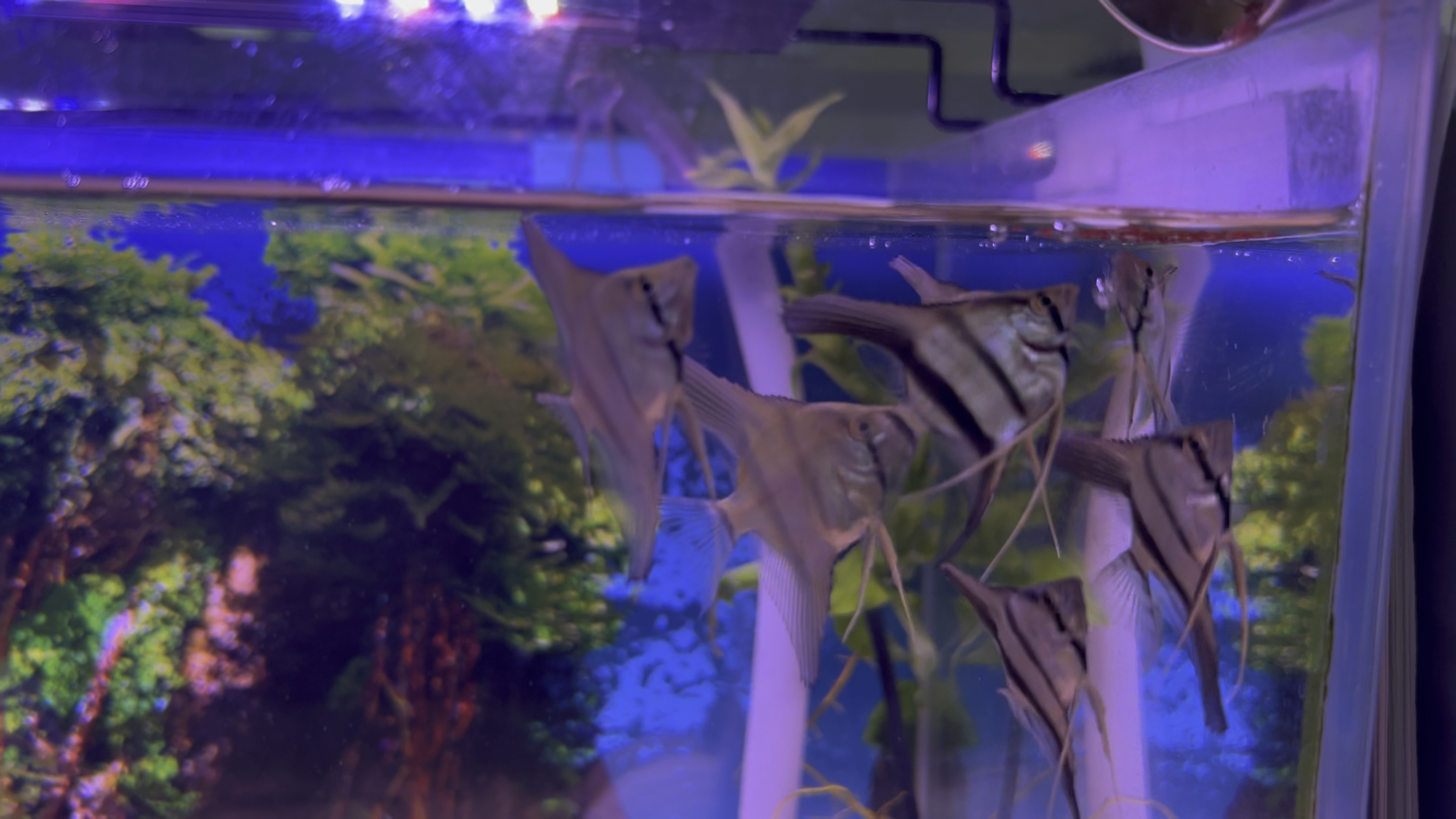 鱼的记忆真的只有七秒钟吗?