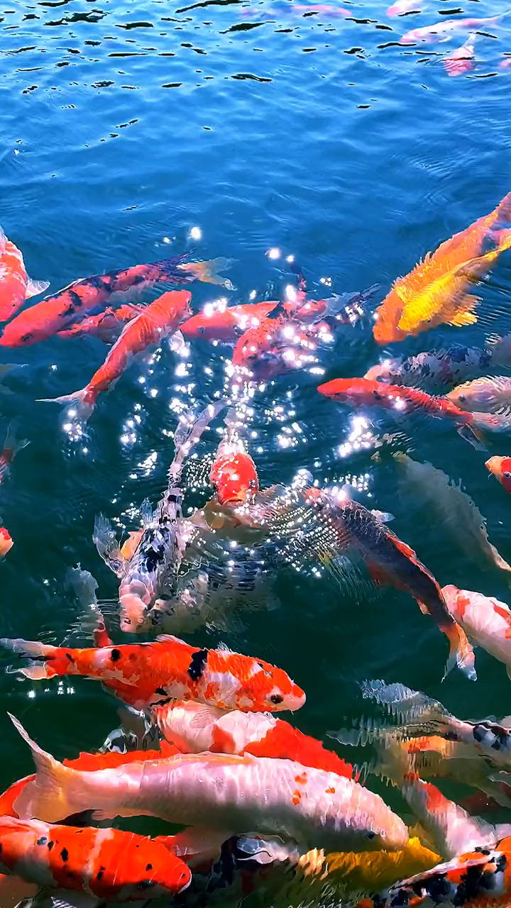 鱼儿悠闲水中游,祝大家如鱼得水,心想事成!