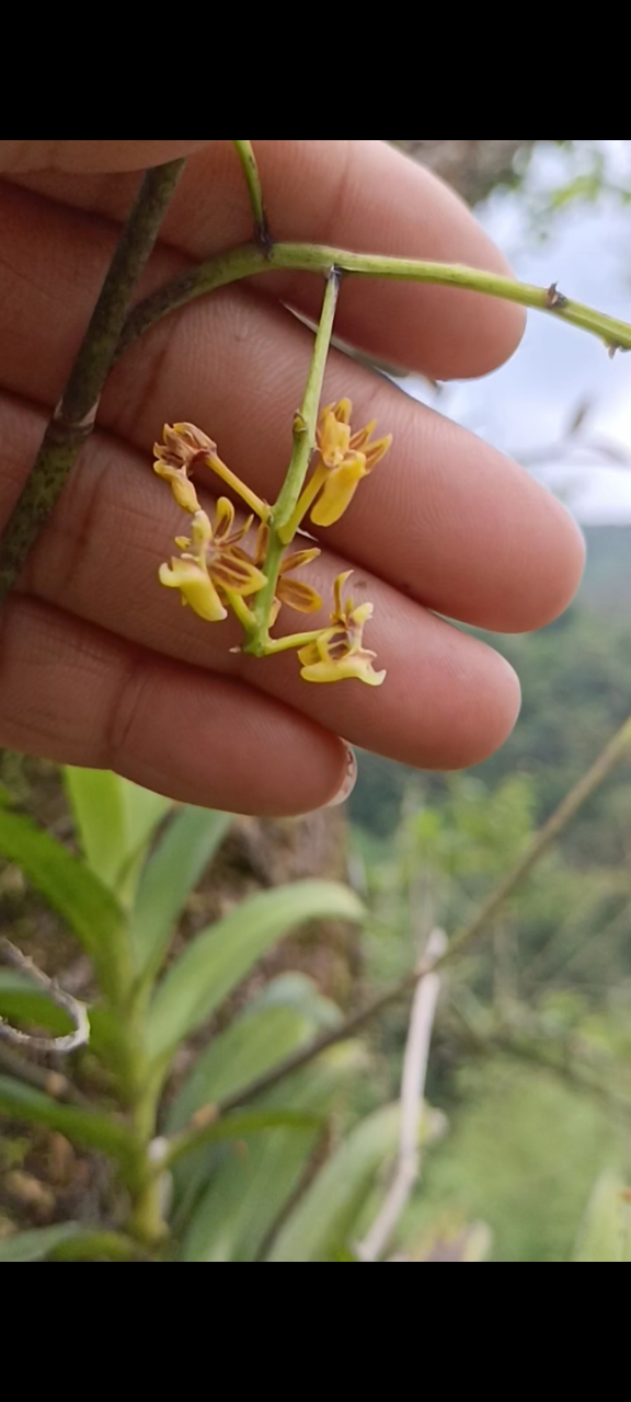 《大序隔距兰》国家保护植物