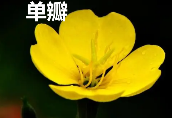 单瓣和重瓣什么意思
