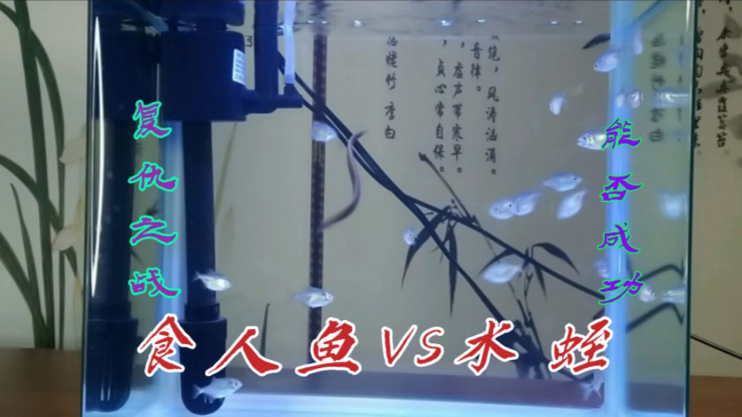 被食人鱼军团暴打后的吸血大水蛭经过修练后,化身太极大师出来复仇