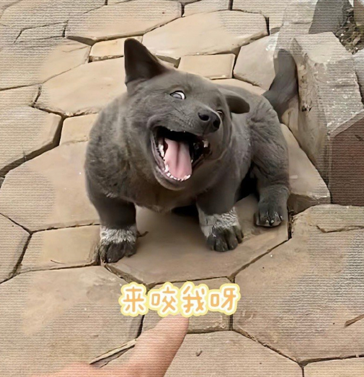 他会不会偷袈裟[笑哭][笑哭][笑哭]