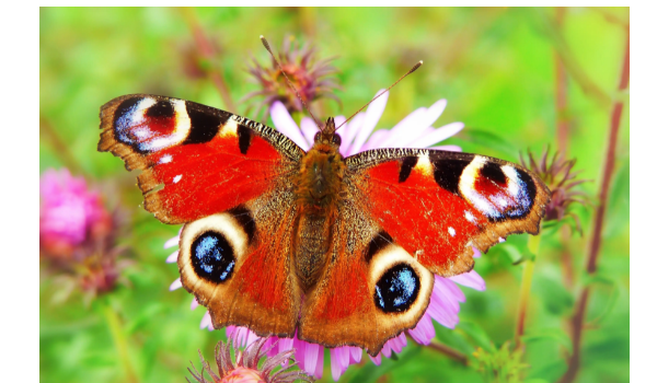 大孔雀蝶是欧洲最大的蝴蝶吗
