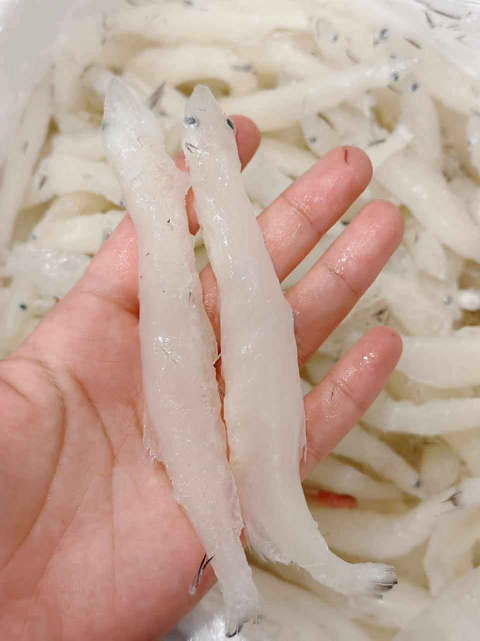 查干湖冬捕时捕到的大银鱼,从未见过这么大的银鱼