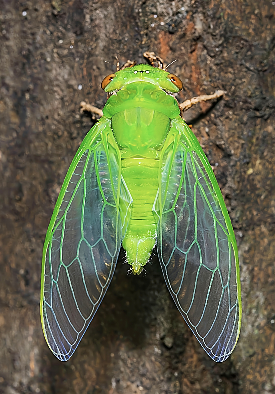 每天认识一种昆虫——薄翅蝉 薄翅蝉又名安蝉是半翅目,蝉科,薄翅蝉属