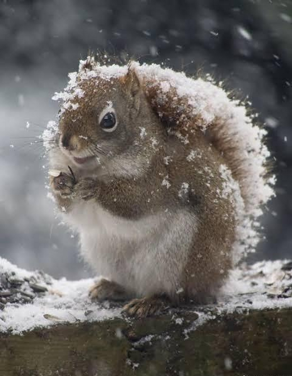 下雨或下雪时,松鼠会用它们的尾巴当做"伞". 676767