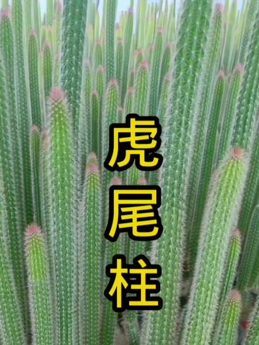 修剪虎尾柱,让它更具观赏性!