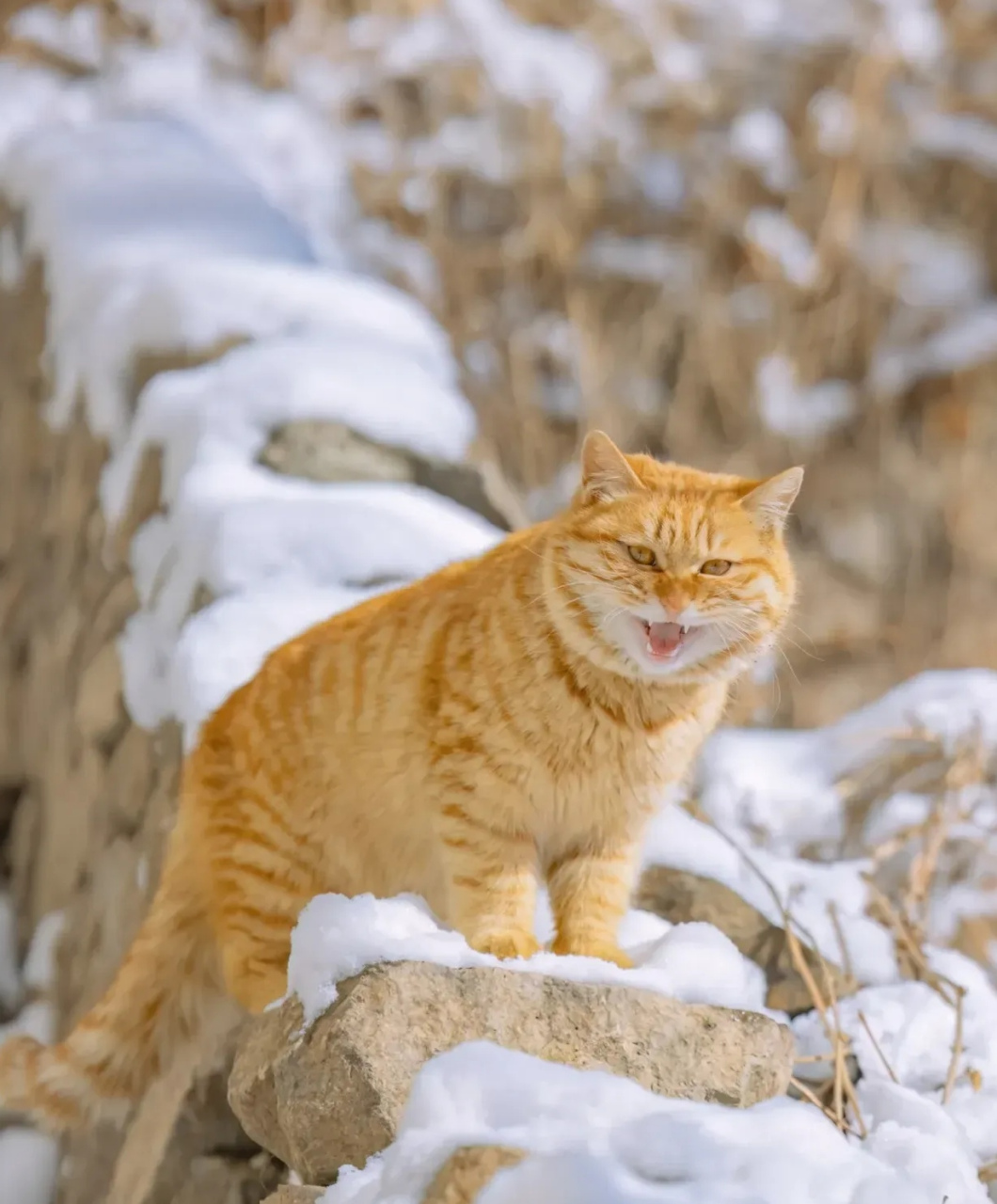 虎橘猫图片