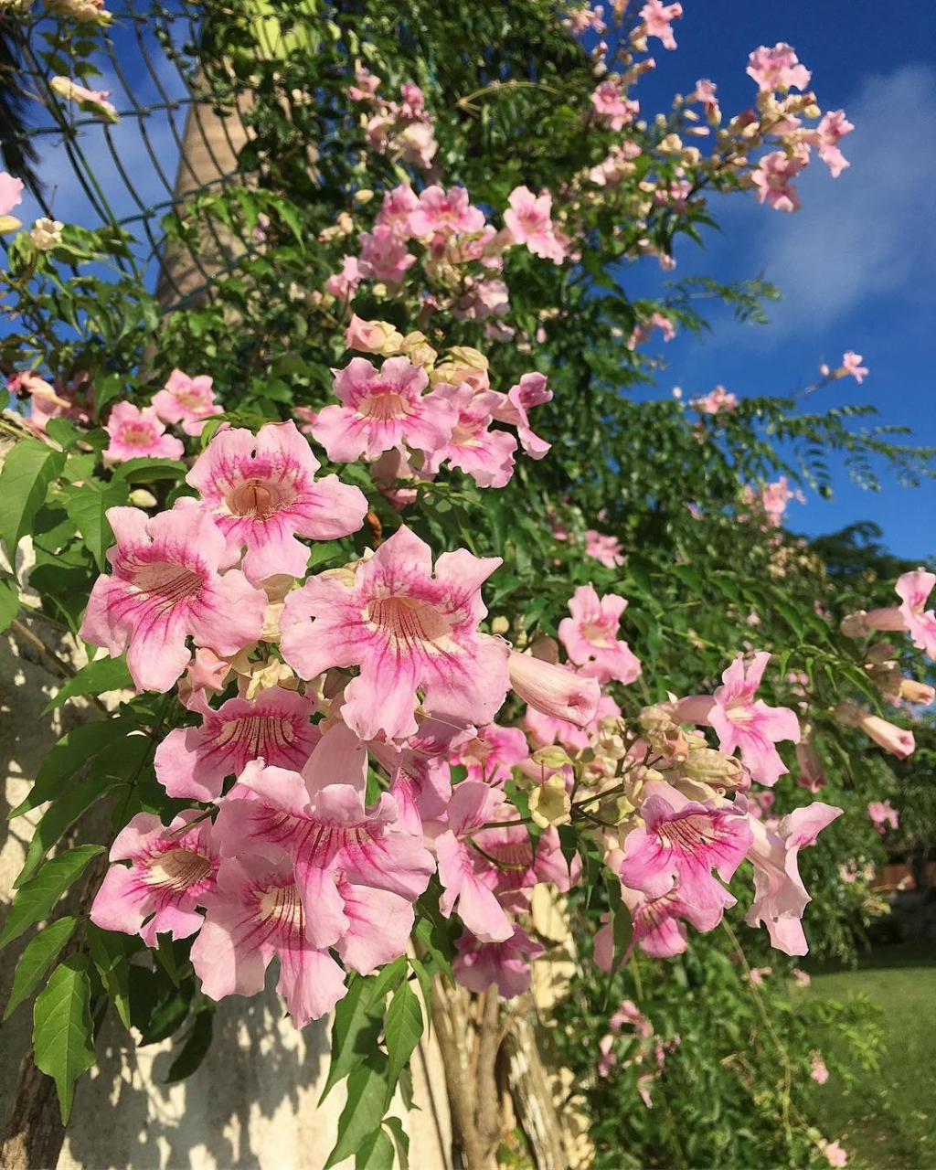 凌霄花# #养花# #养花小知识