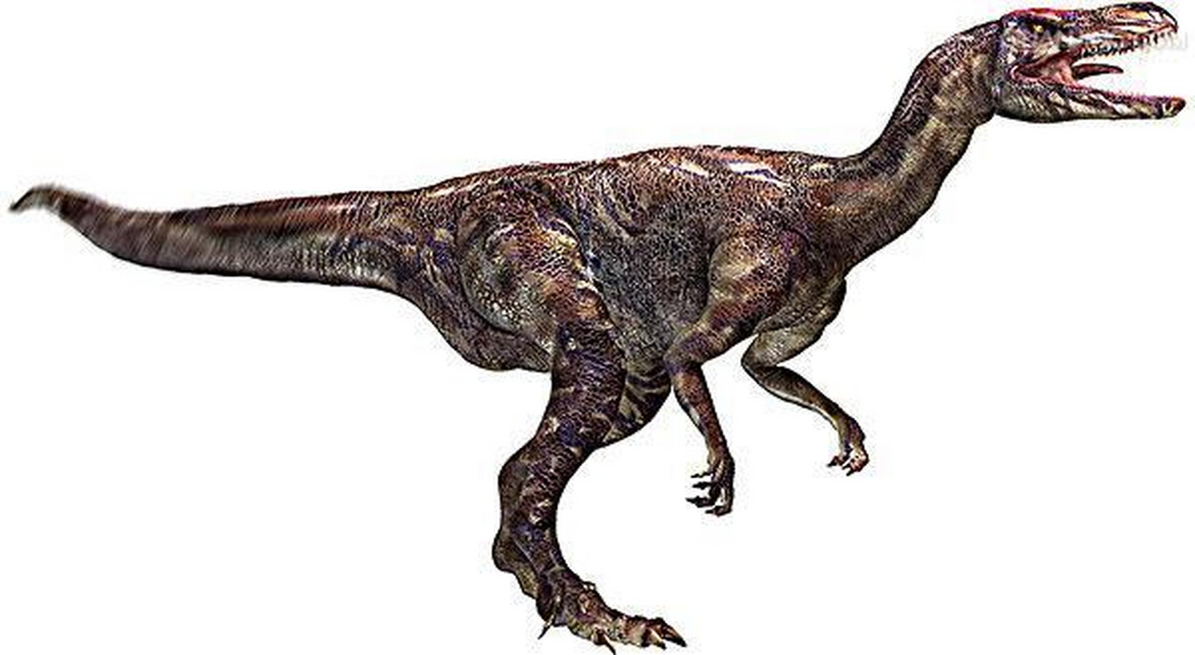 每天认识一种恐龙——艾雷拉龙 艾雷拉龙又名黑瑞龙是最古老的恐龙之