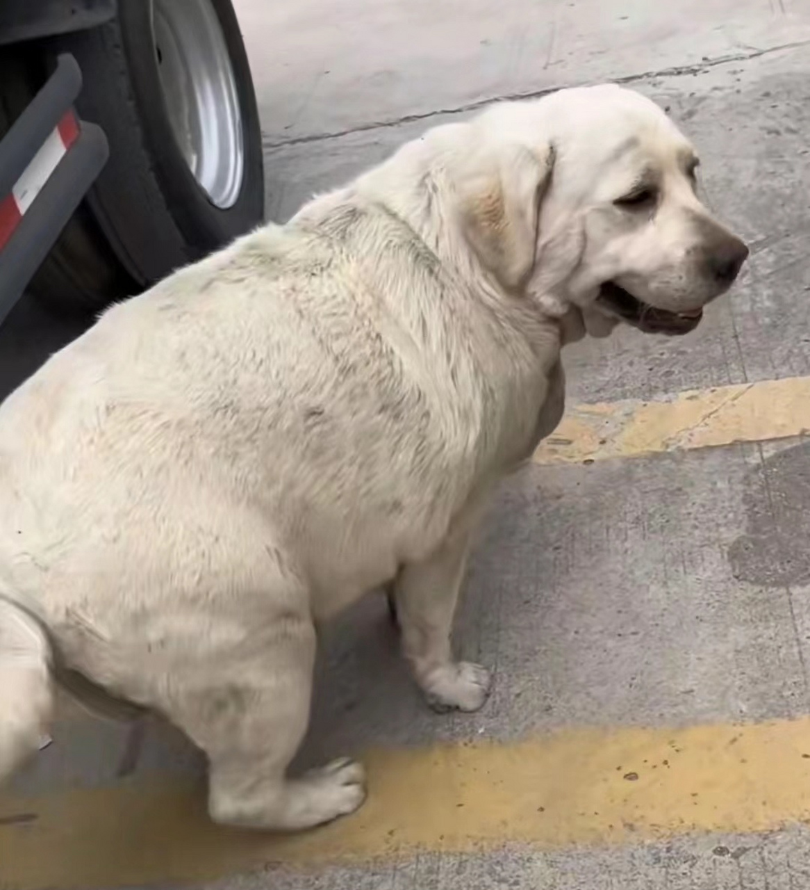 求问,这个拉布拉多是不是太胖了?