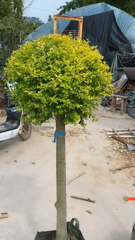 亮晶女贞棒棒糖四季不落叶适合庭院别墅绿化栽植-度小视