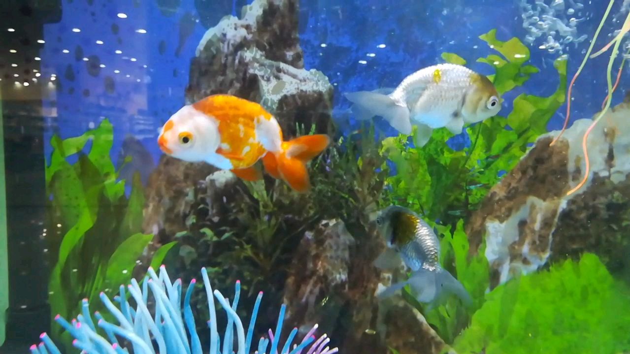 中国传统蛋种金鱼——兰寿,大家上眼!