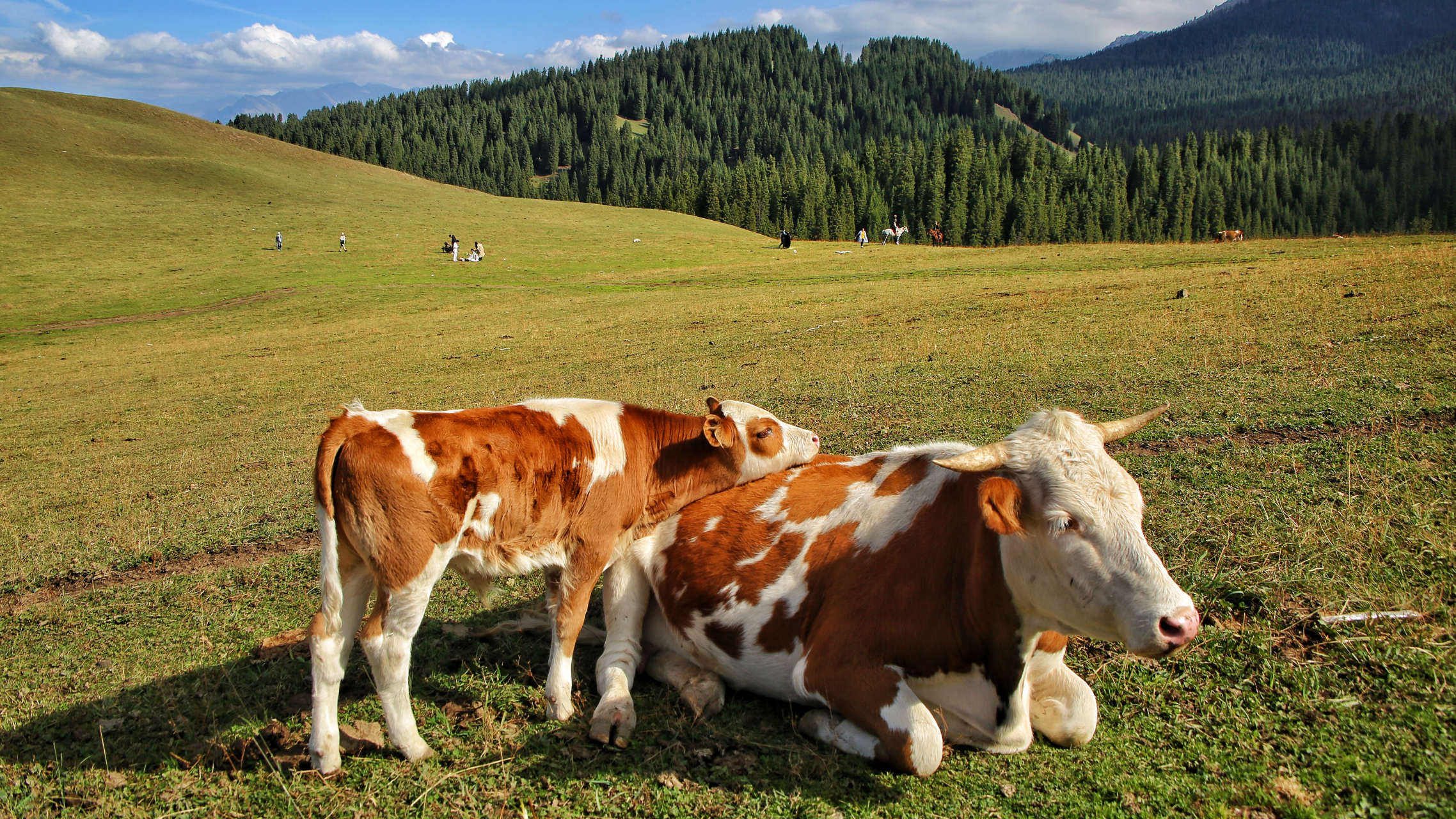 九月动态激励计划#  漫步在江布拉克大草原上,牛羊散落在草原上巢草
