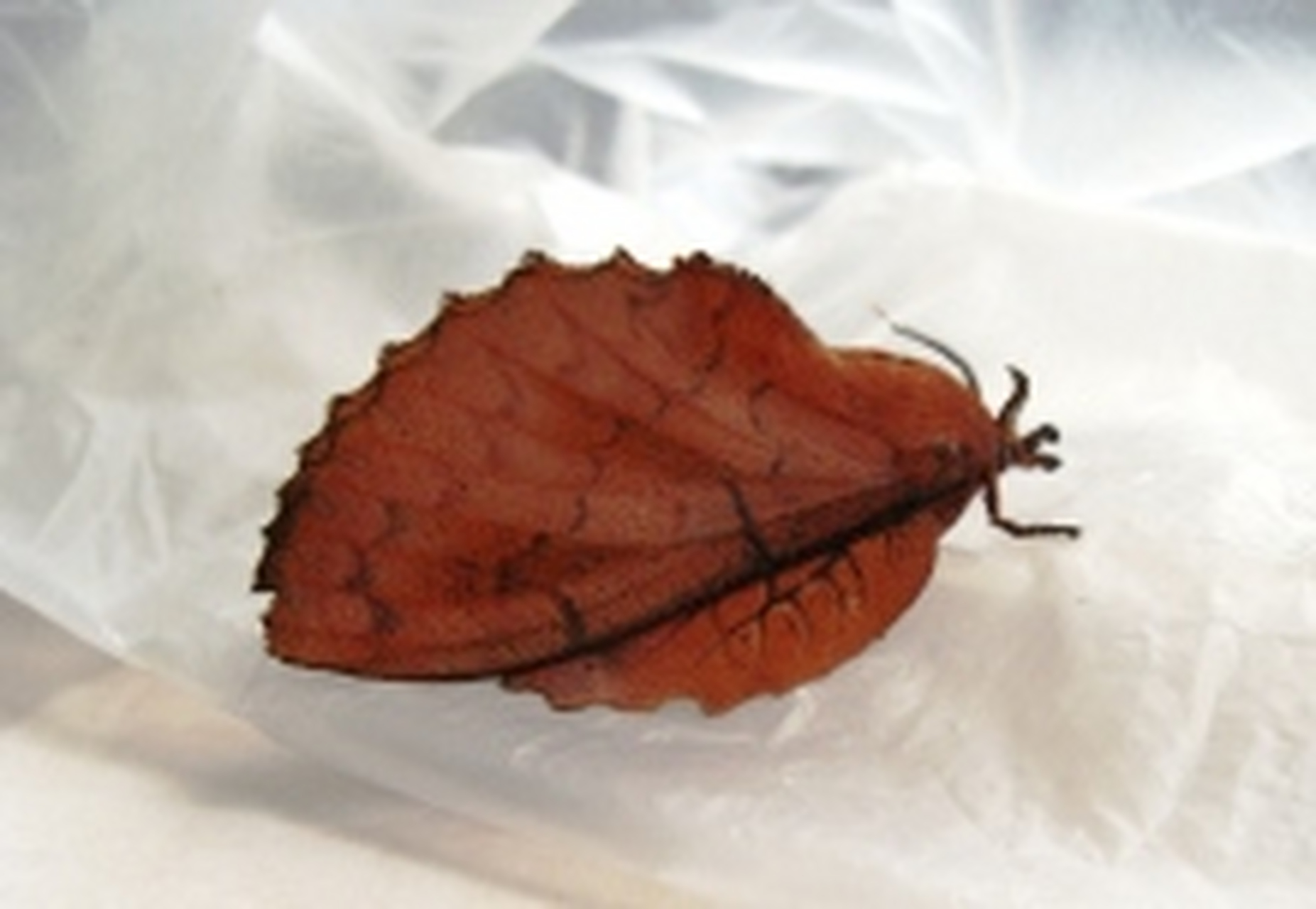 每天认识一种昆虫——杨褐枯叶蛾 杨褐枯叶蛾是枯叶蛾科昆虫,分布于