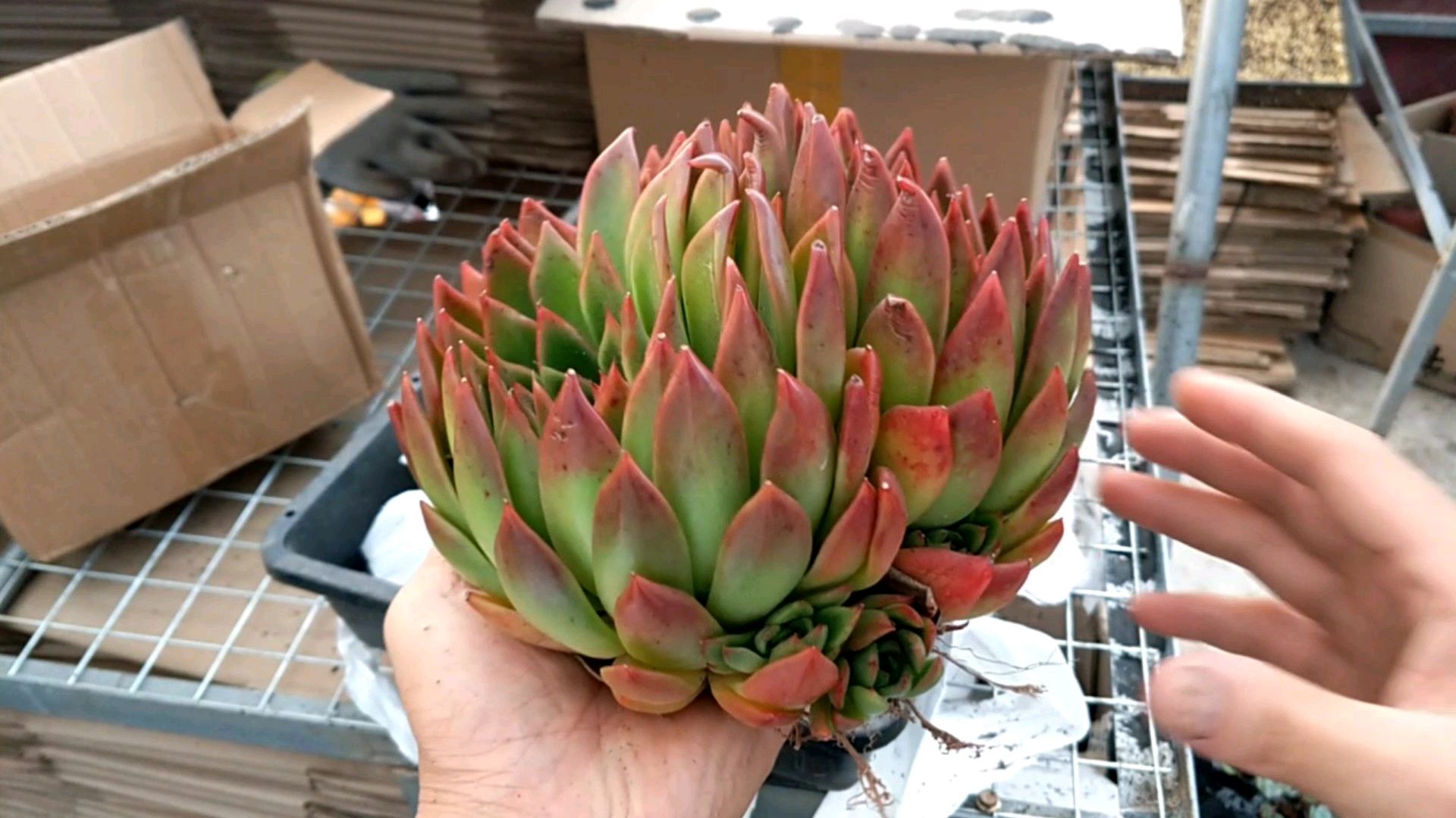 多肉植物,超大红东云,这颜色惊艳吗