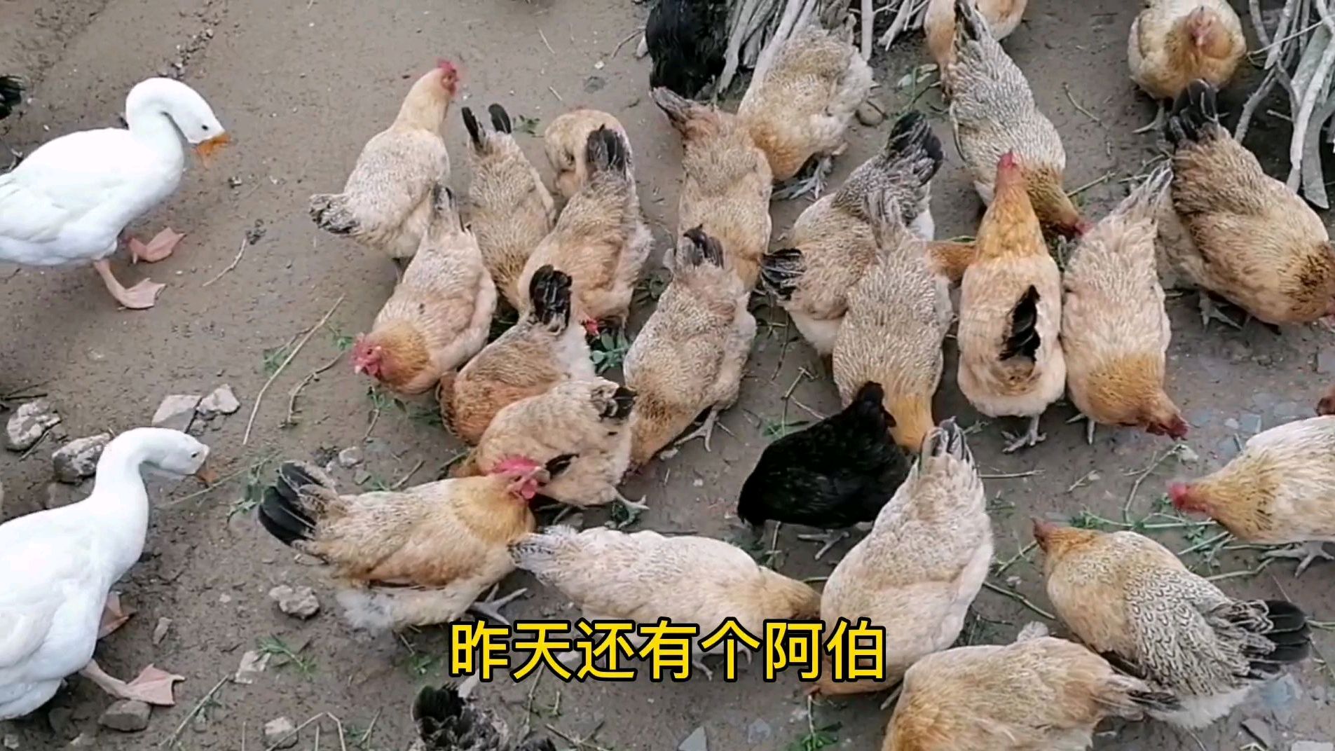 今天一块五一个鸡蛋寄了200个土鸡蛋发到广西