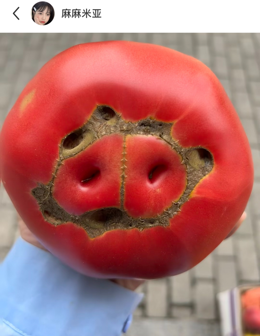 网友:谁家西红柿长这样啊,这不是我男神帅气无敌gg爆吗?