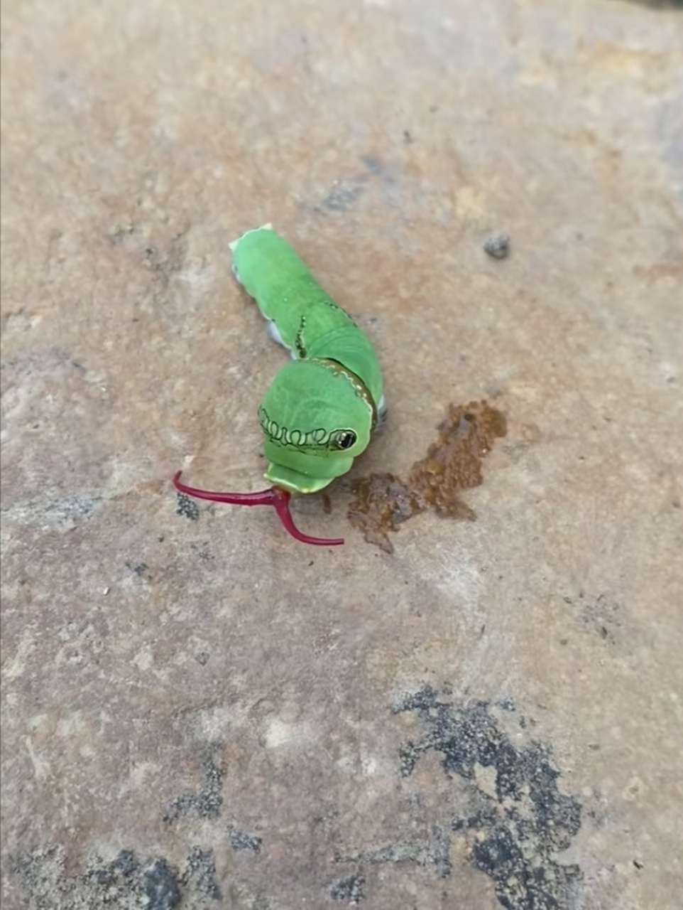 细长像蛇的虫子图片