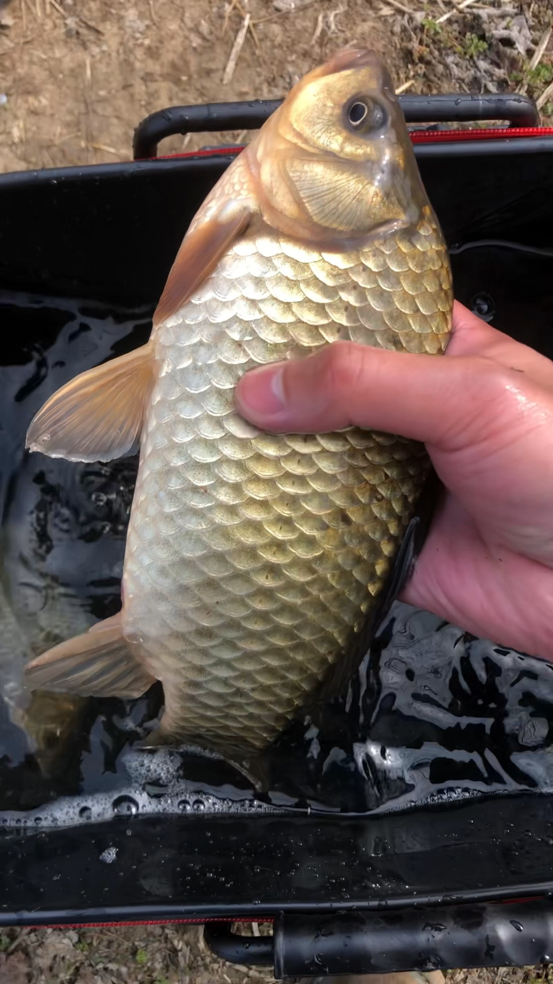 爽歪歪的黄金大鲫鱼!