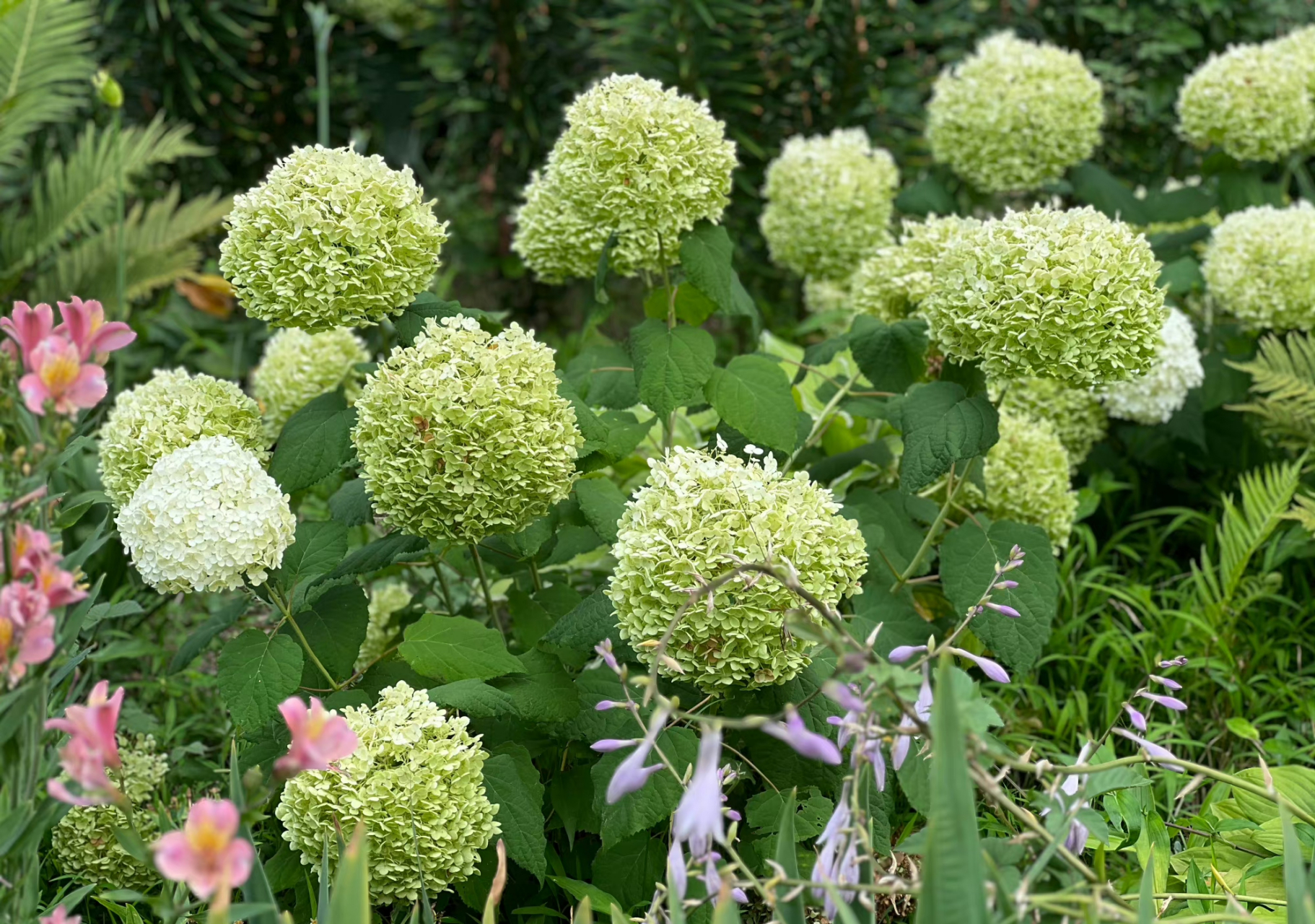 绿暗时 花如圆玉莹无疵 何人团雪高抛去 冻在枝头春不知 「玉绣球花」