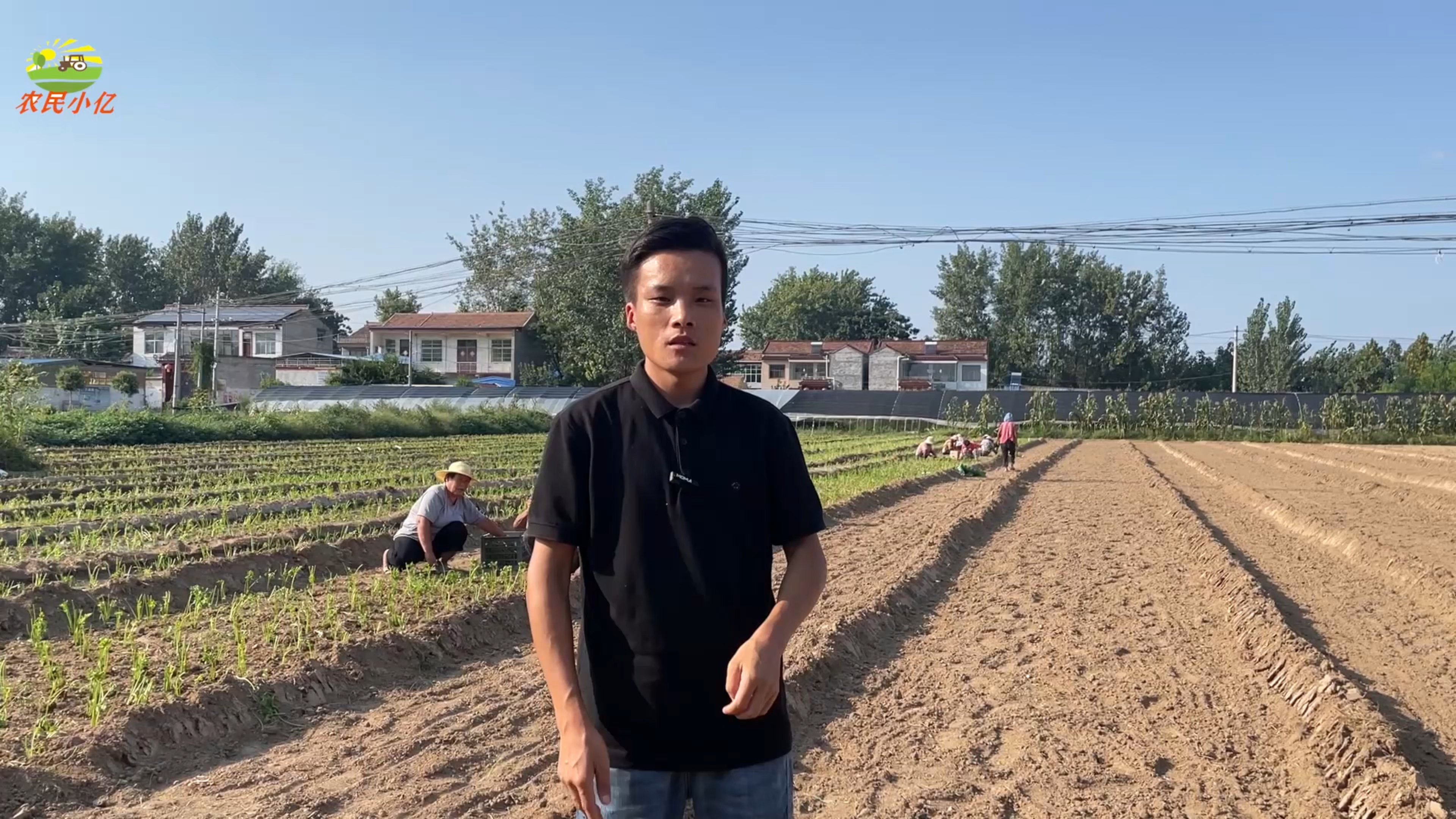 河南柘城万亩芹菜种植基地,1亩地能收6000斤,年收入达2000000元