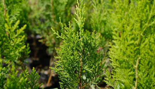 侧柏和柏树的区别