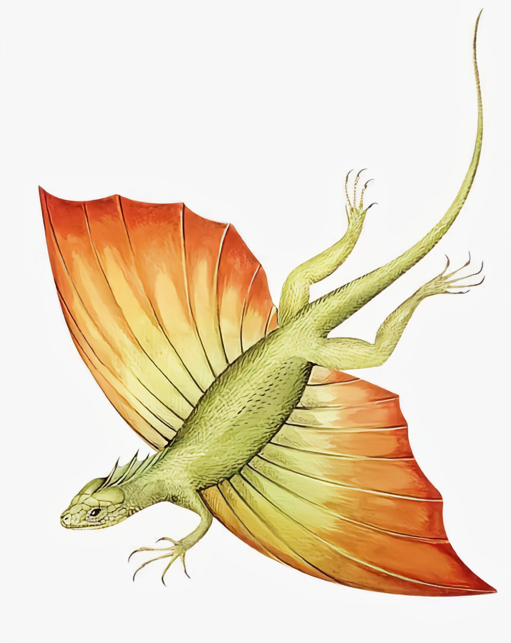 远古生物探秘——空尾蜥 空尾蜥是目前已知的脊椎动