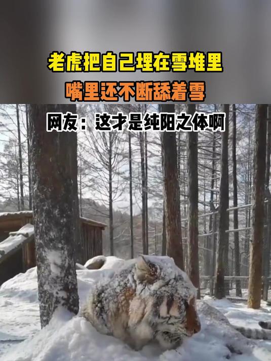 雪堆的老虎图片