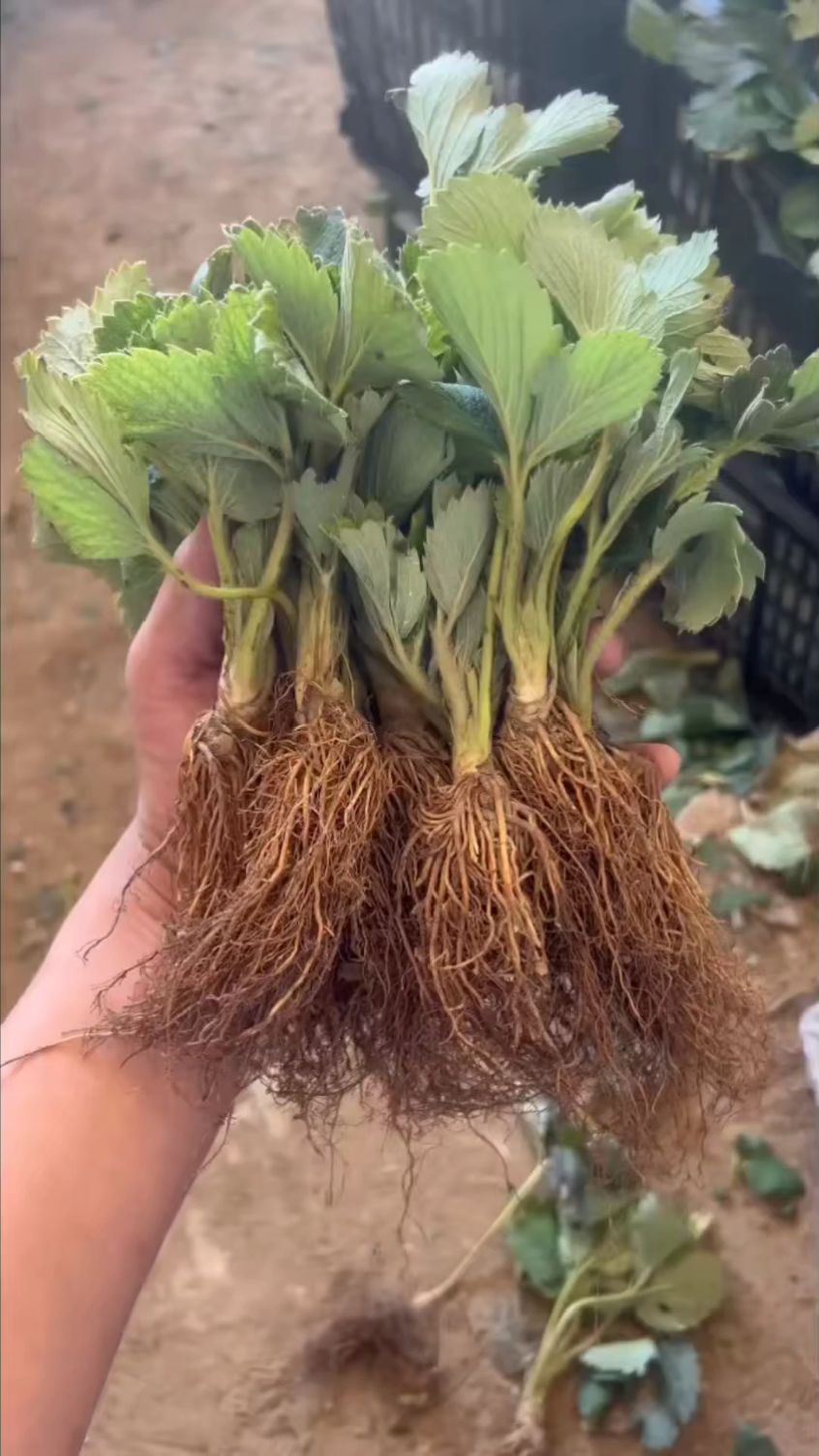 大叶红颜草莓苗繁育基地!-度小视