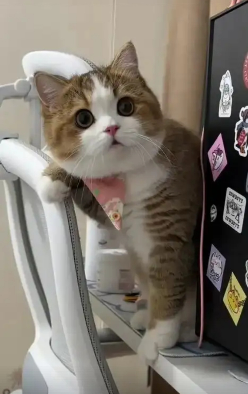 包子脸小猫咪的确很可爱