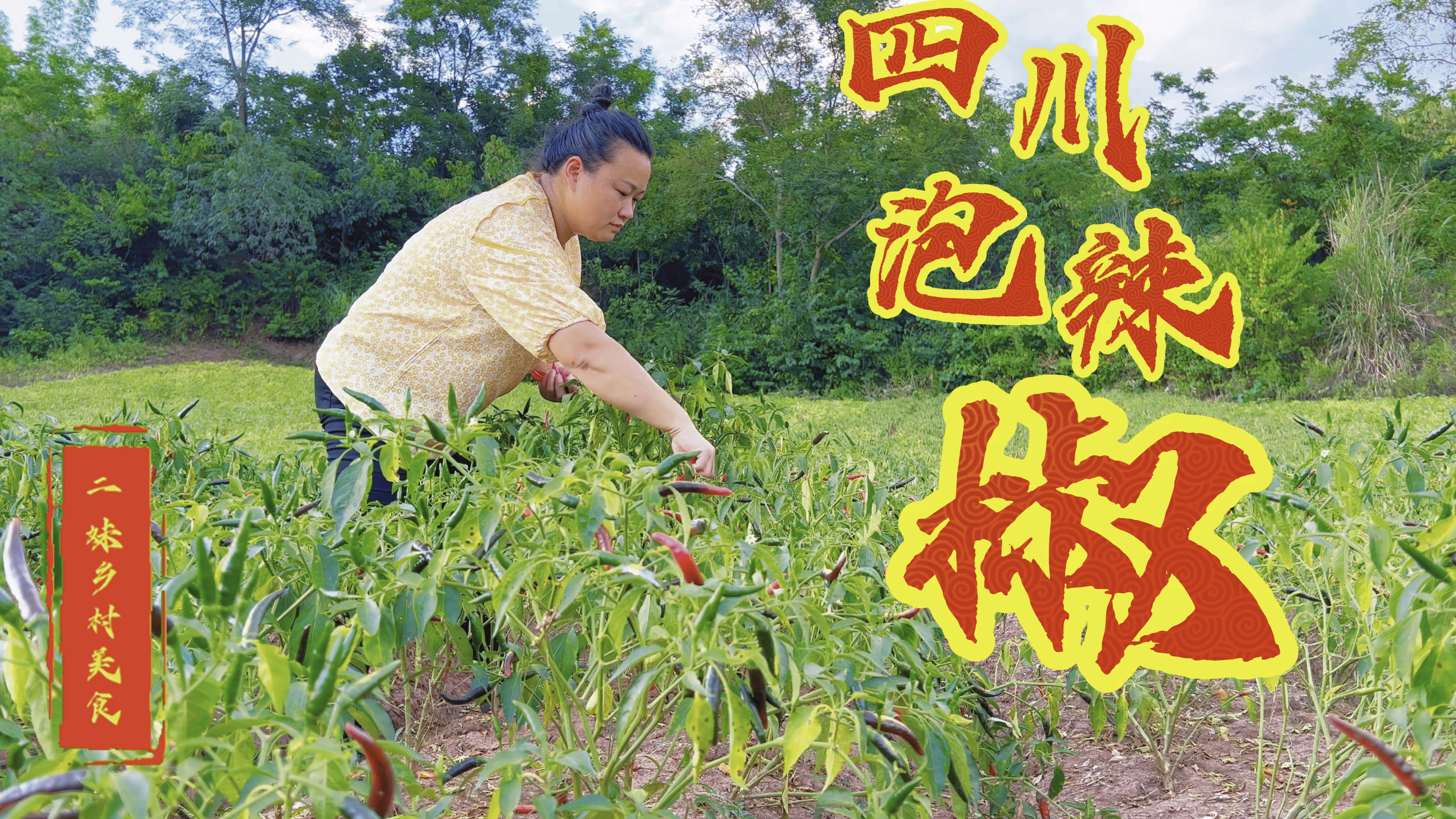 几分钟学会四川泡菜“泡椒”的方法简单易懂,盐水还不容易坏