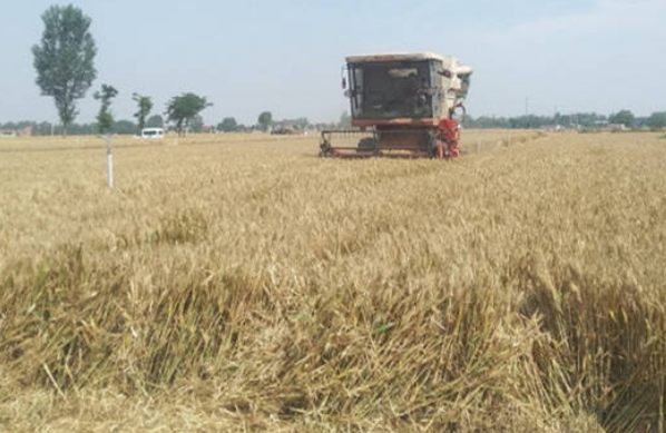 马兰1号小麦品种