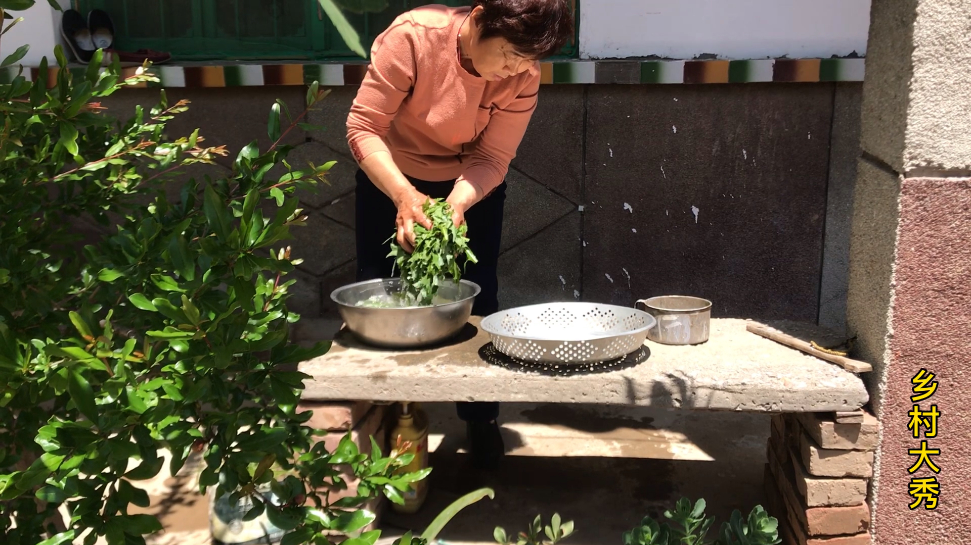 农村的野菜苣荬菜你吃过吗?农村妈妈这样做,太香了,一点也不苦