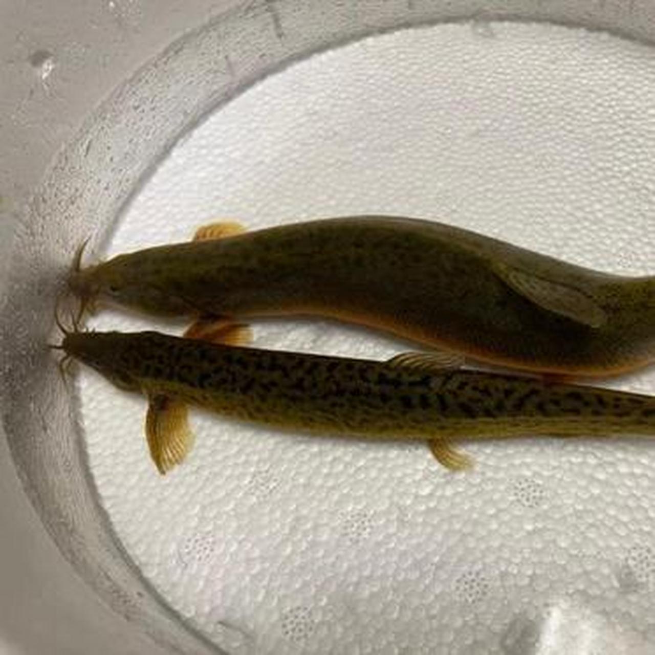 去买泥鳅,看见这条泥鳅怀孕了,我买来给养起来,大家觉得合适吗?