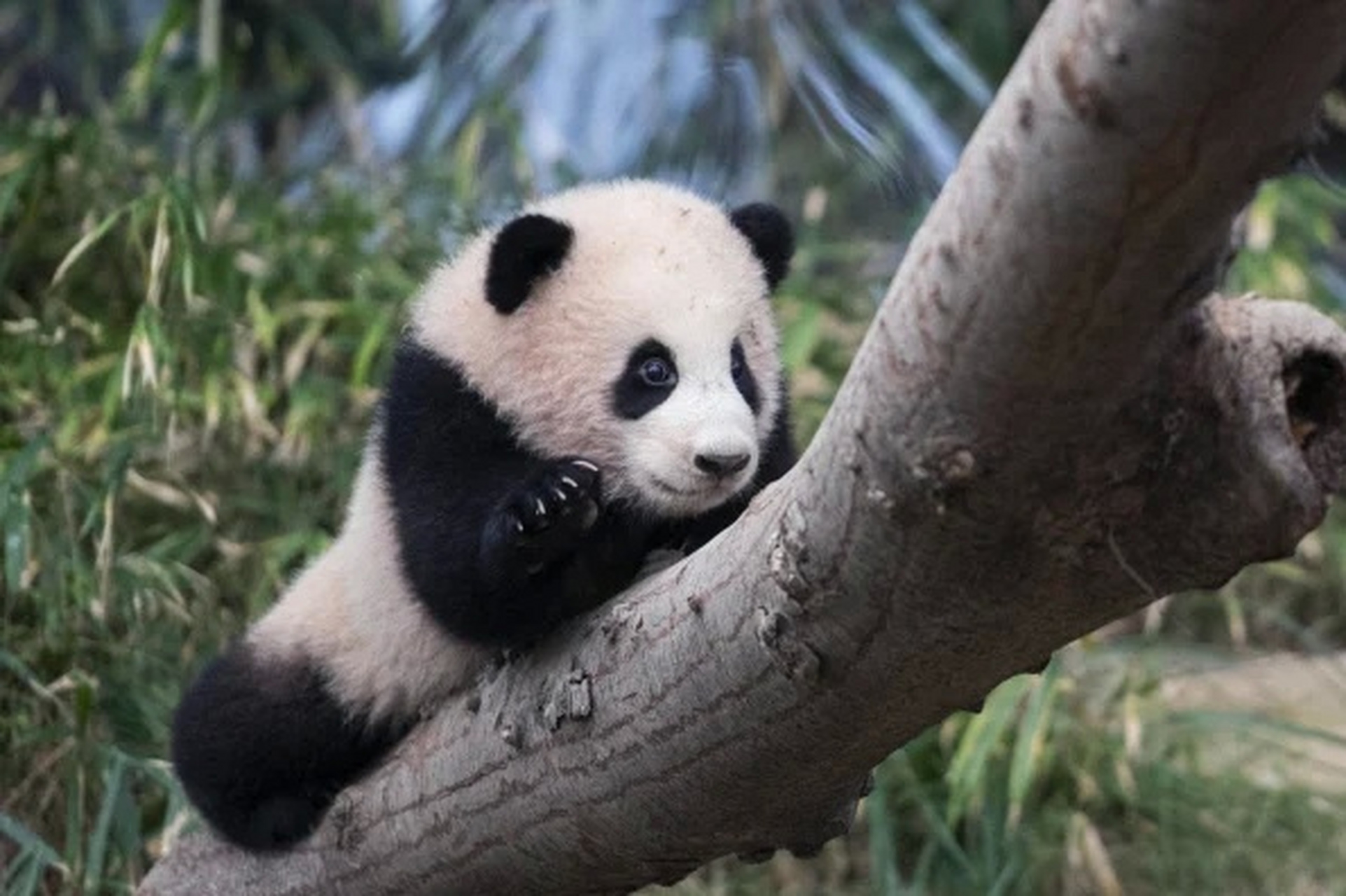 大熊猫# 一组大熊猫福宝的幼年照,是个粉嘟嘟的小家伙啊!