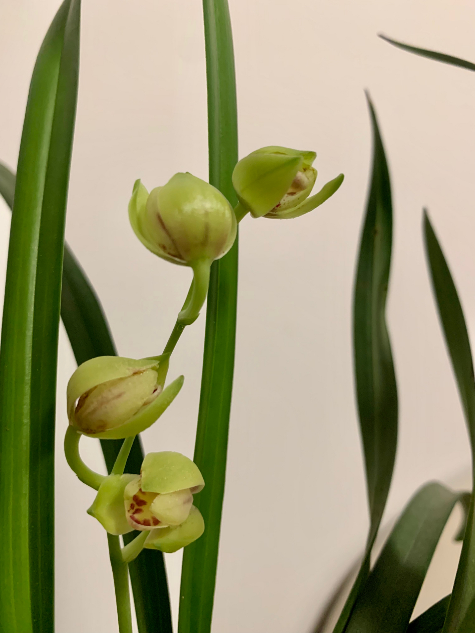 建兰浏阳荷,开到凋谢,也是含苞待放的样子.真是,至死是少年.