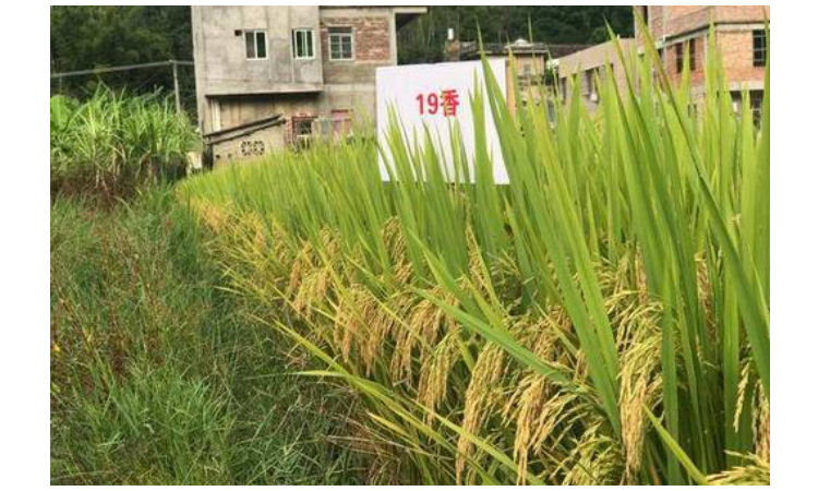 09—19水稻品种图片