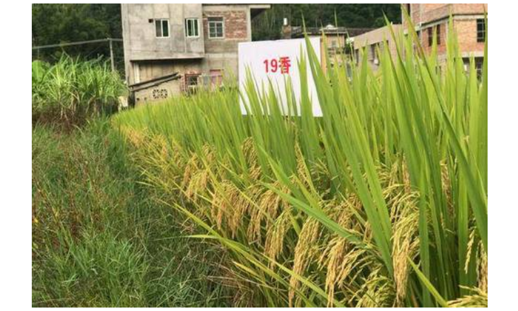 水稻19香品种简介图片