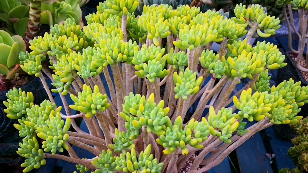 八千代超大群生捧花老桩来了,有种森林的既视感!