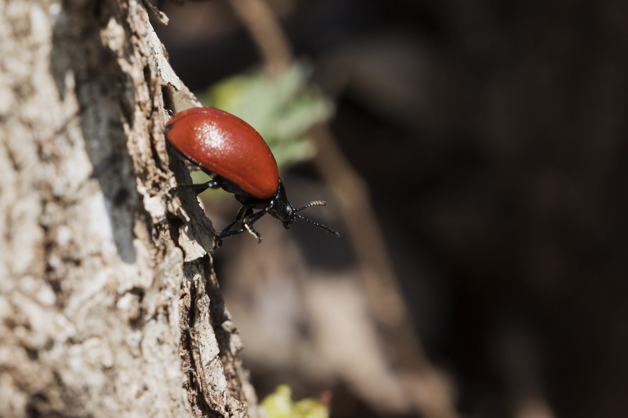 鞘翅目昆虫叶甲