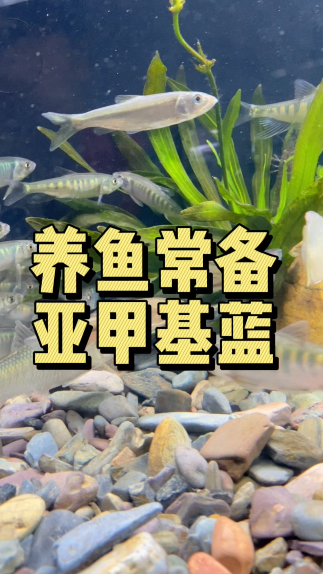 那就是亚甲基蓝.#水族#亚甲基蓝 #观赏鱼