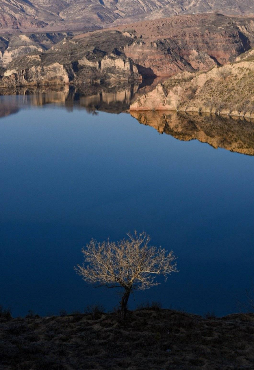 一枝独秀风景图片图片