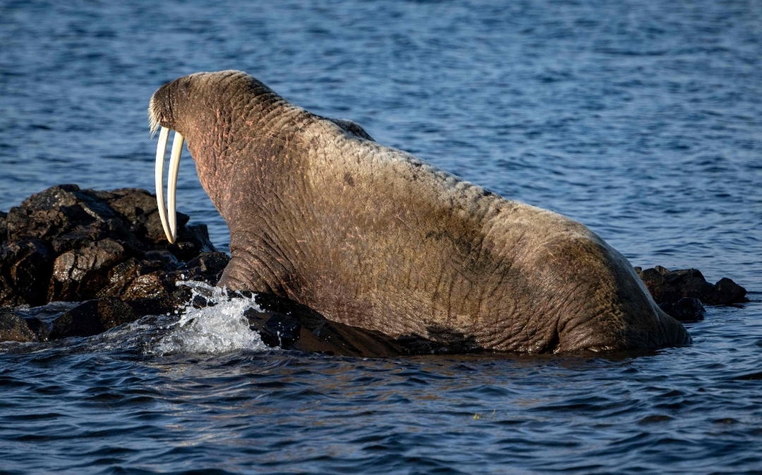 海象的皮肤为什么会变色?