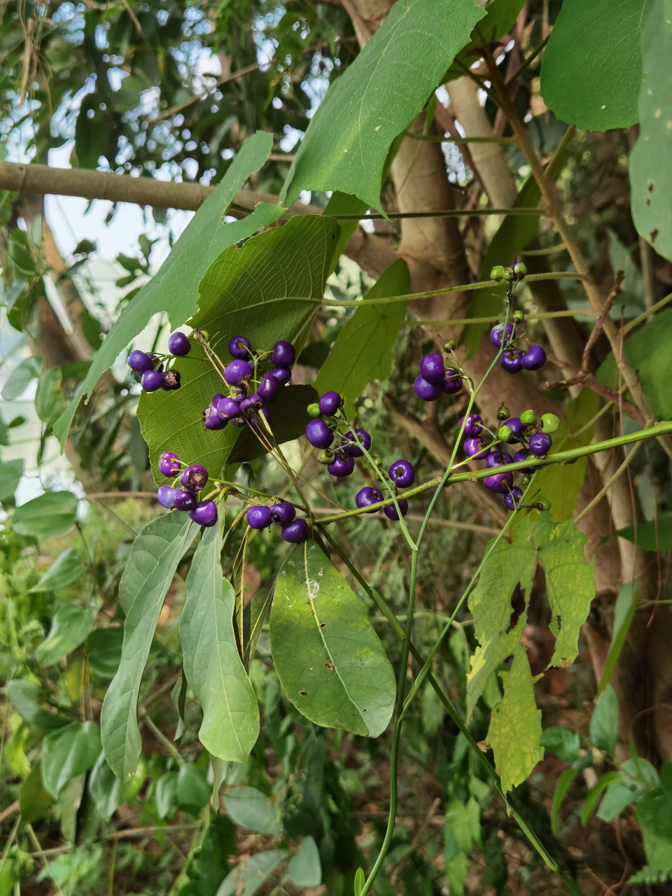 剧毒植物山菅兰图片