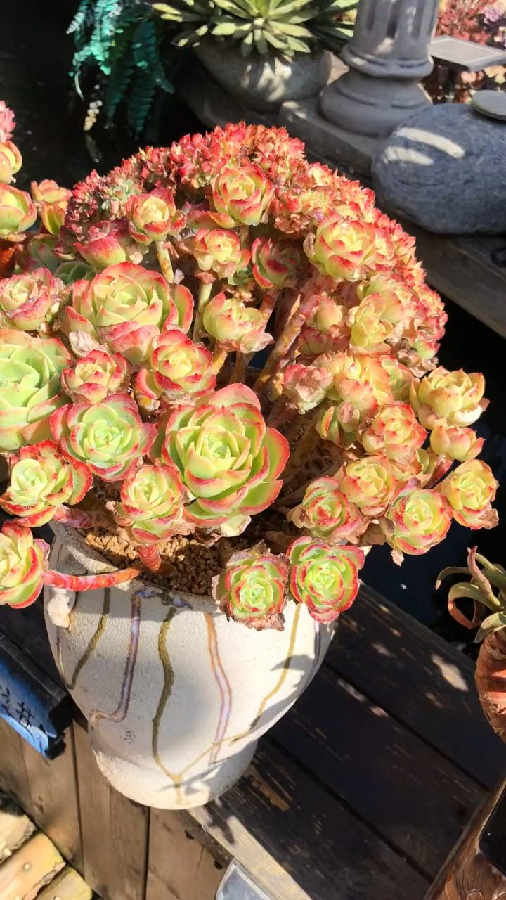 柠檬玫瑰朵朵缀,容易爆盆,并且容易出状态-度小视