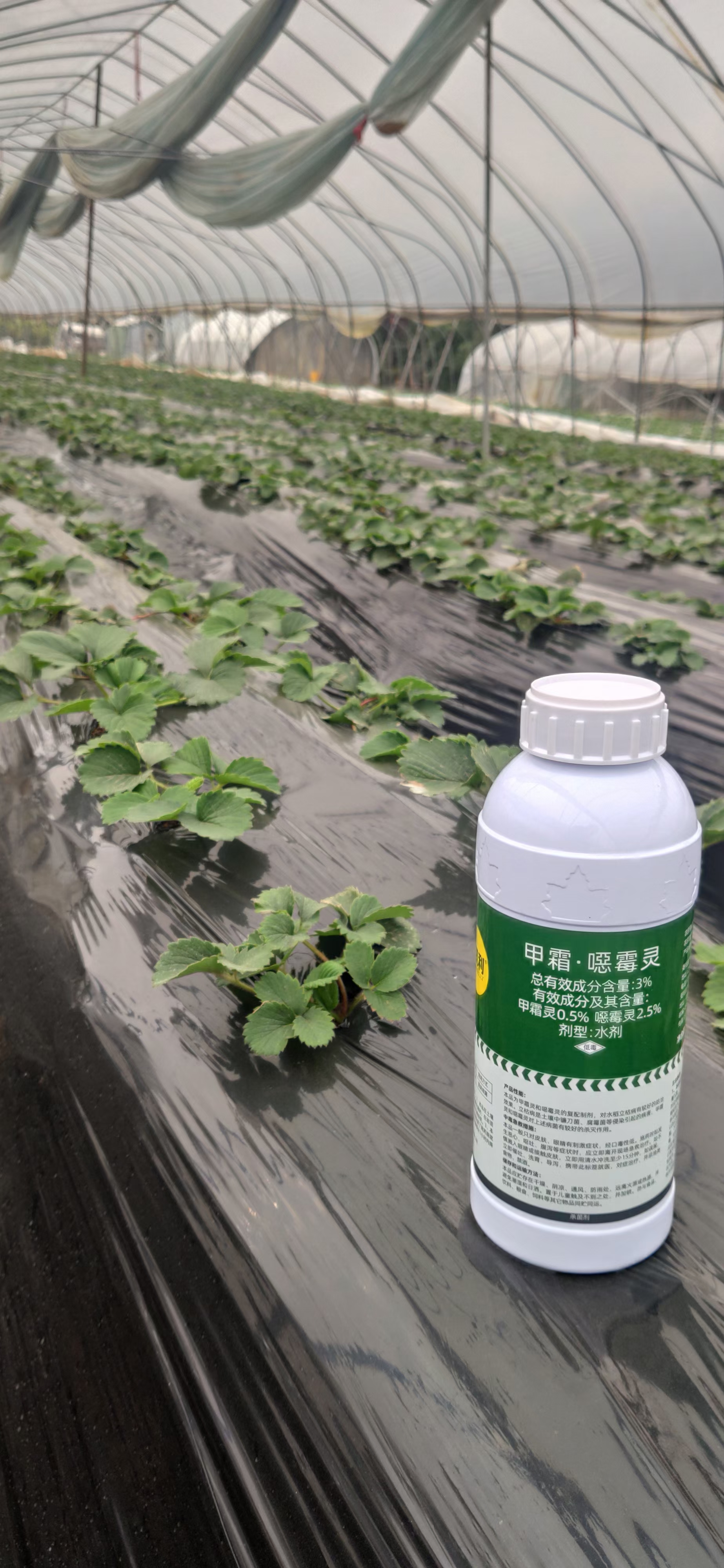 甲霜灵,精甲霜灵哪个更好