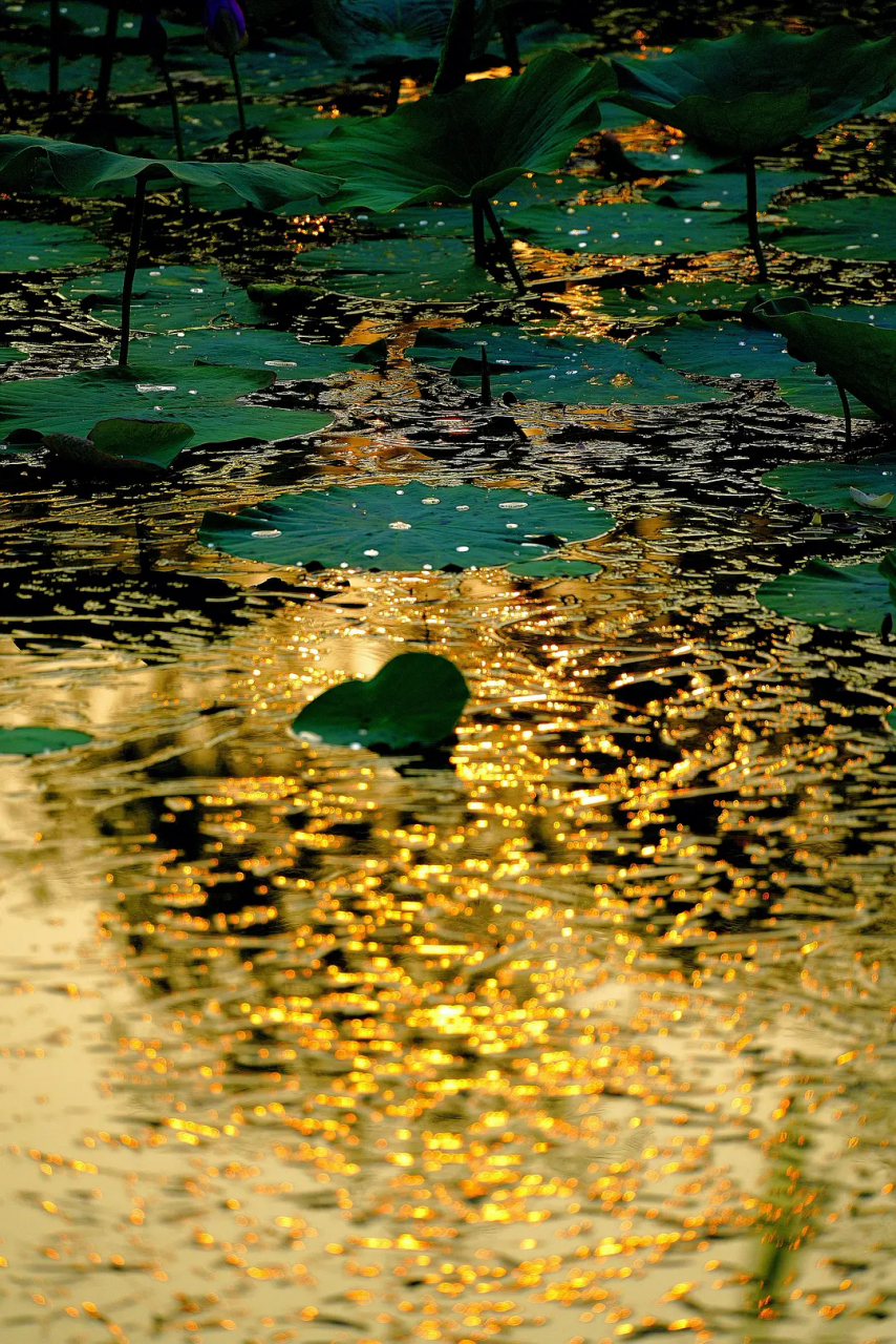 金色池塘豆瓣图片